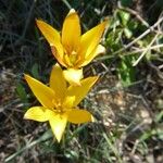 Tulipa sylvestris Kvet