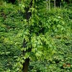 Carpinus betulus عادت داشتن