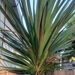 Cordyline indivisa পাতা