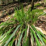 Festuca altissima Habitat