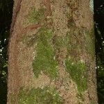 Aspidosperma cruentum 树皮