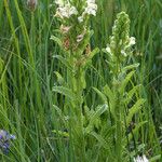 Pedicularis crenulata Хабит