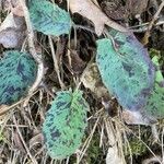 Hieracium glaucinum Leaf