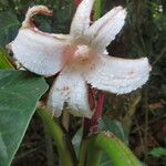 Musa velutina Fiore