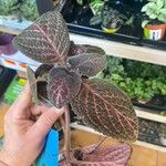 Episcia cupreata Лист