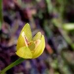 Maxillaria moralesii Flower