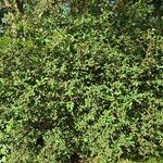 Lonicera maackii Συνήθη χαρακτηριστικά