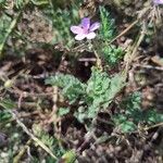 Erodium lebelii ഇല