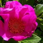 Rosa rugosa Flor