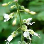 Circaea lutetianaFlower