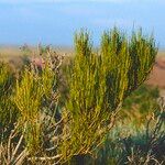 Ephedra viridis Leaf