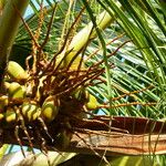 Cocos nucifera Fruto