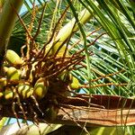 Cocos nucifera Fruitua