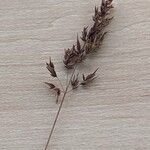 Poa pratensis Bleunienn