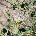 Capparis spinosa Flower
