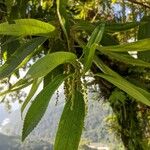 Boehmeria penduliflora 葉