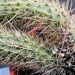 Bergerocactus emoryi Hoja
