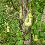 Aristolochia macrophylla Habitus