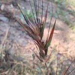 Themeda quadrivalvis Liść