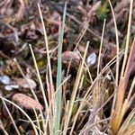 Festuca breviaristata Blatt