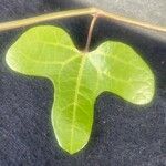 Aristolochia trilobata Leaf