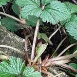 Potentilla sterilis ഇല