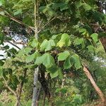 Sterculia quinqueloba Hoja
