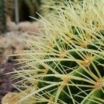 Echinocactus grusonii Frunză