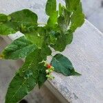 Rivina humilis Leaf
