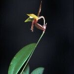 Anathallis barbulata Цветок