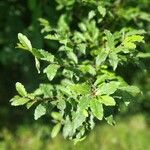 Elaeagnus umbellata Leaf