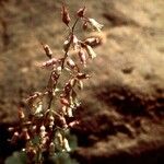 Heuchera rubescens Celota