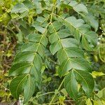 Albizia zygia Blad