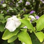 Brunfelsia uniflora Листок