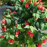 Abutilon megapotamicum Květ