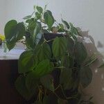 Philodendron hederaceum Fuelha