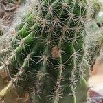 Echinocereus coccineus Листок