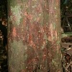 Couratari oblongifolia 樹皮