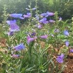 Penstemon heterophyllus Kwiat