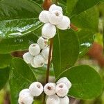 Syzygium zeylanicum ᱵᱟᱦᱟ