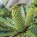Encephalartos munchii Φρούτο