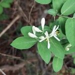 Lonicera morrowii 葉