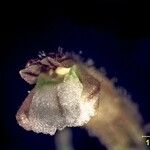 Pelexia obliqua Flor