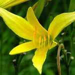 Hemerocallis citrina Цветок