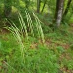 Bromus racemosus ഇല