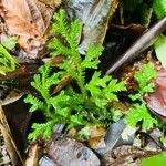 Selaginella substipitata