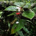 Begonia poculifera