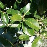 Ficus rubiginosa Blatt