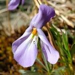 Viola pedata Flor