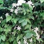 Clematis ternifloraКвітка